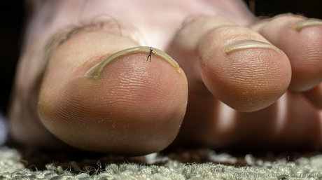 macrocole estrella porno atractiva foto