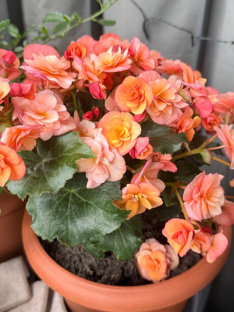 solo fans de chicas de gloryhole mejor perfecto recopilación