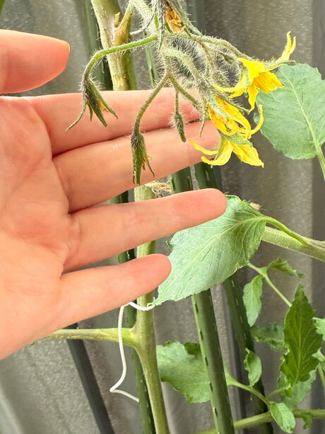 Evelynwhite Profilfoto