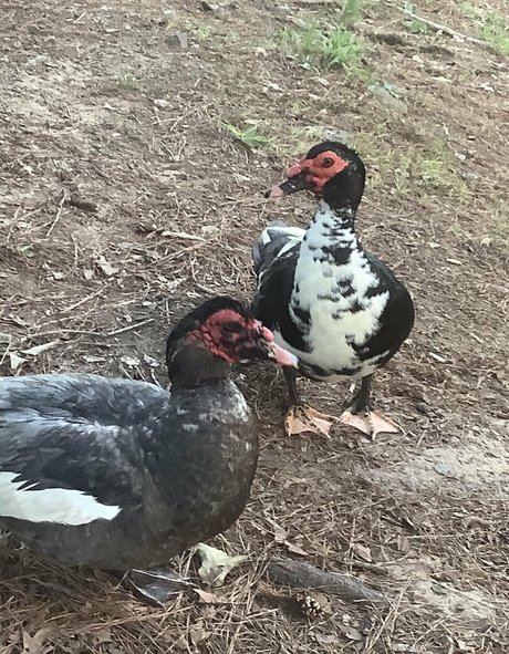 missleanalee modelo xxx archivo