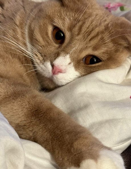 Holy Harlot estrella porno mejor imágenes