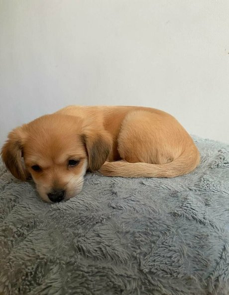 piernas abiertas onlyfans buen sexo recopilación