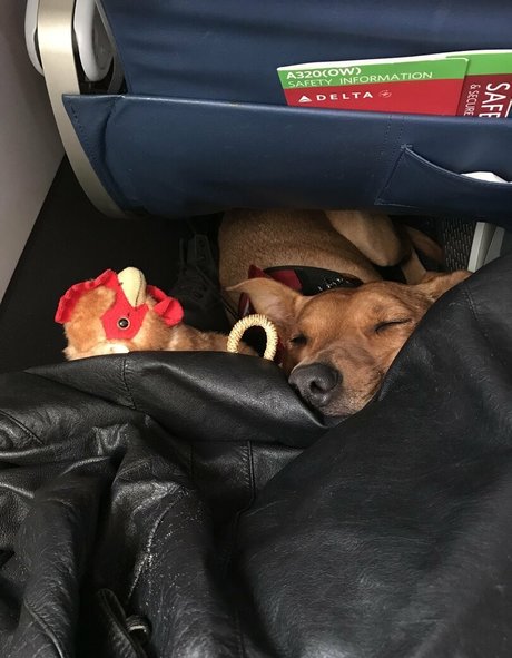 ravenhex3 estrella hd imagen