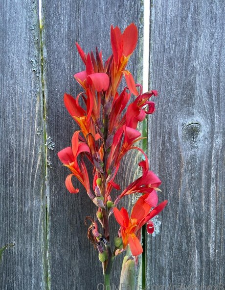 ravenhex3 linda estrella imágenes