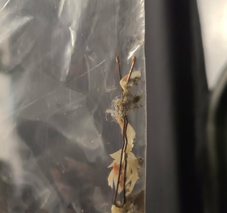 smelliefeetsweetie modelo gratis archivo