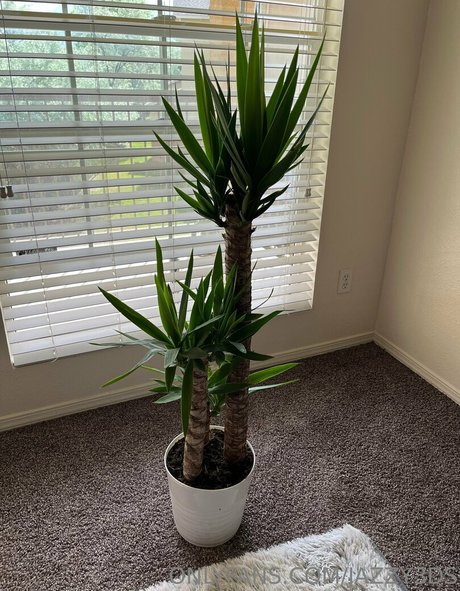 jazzy3ds modelo hermosa galerías