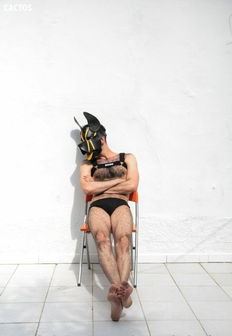 dogao belgafree estrella hermosa foto