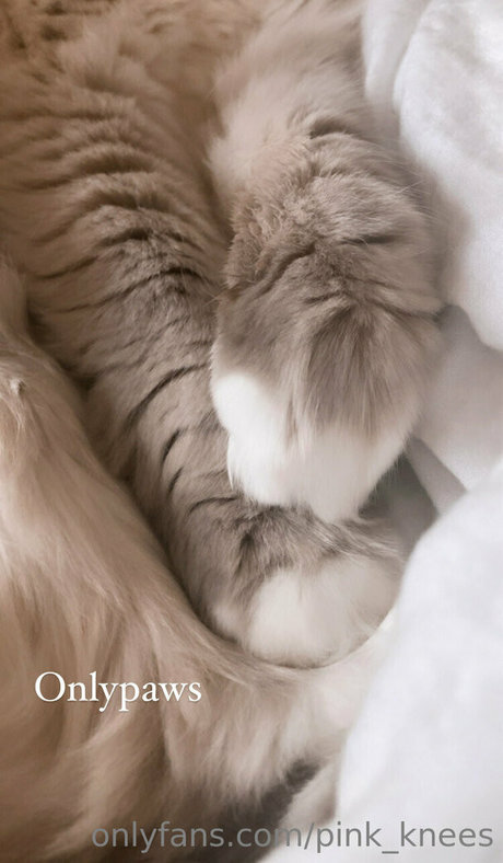 pink knees estrella de alta definición imagen