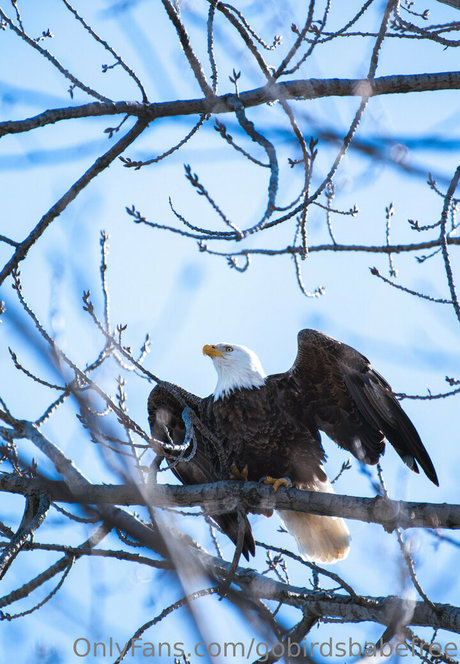 gobirdsbabefree actriz desnuda archivo