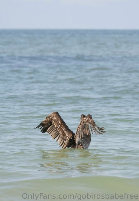 gobirdsbabefree estrella desnuda imagen