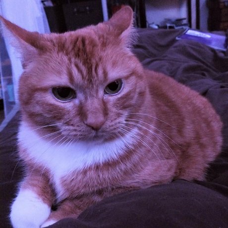 babybooh420 estrella bonita imágenes