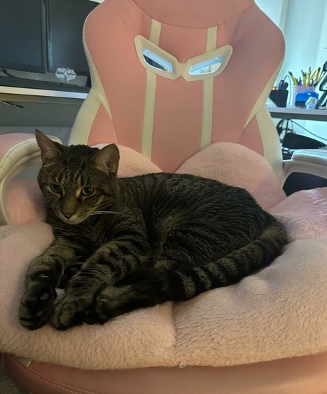 torylovexxx bonita estrella porno galería