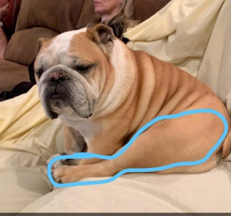 Courtney Craib modelo atractivo fotos