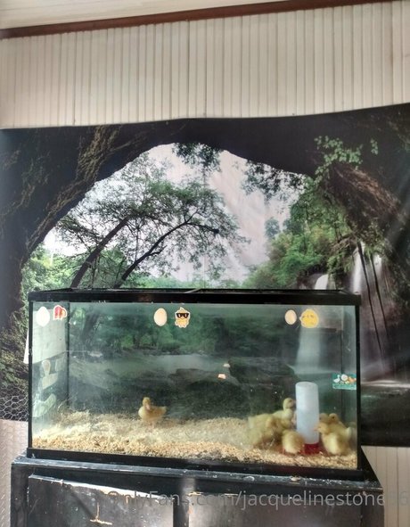 jacquelinestone56 modelo hd imágenes