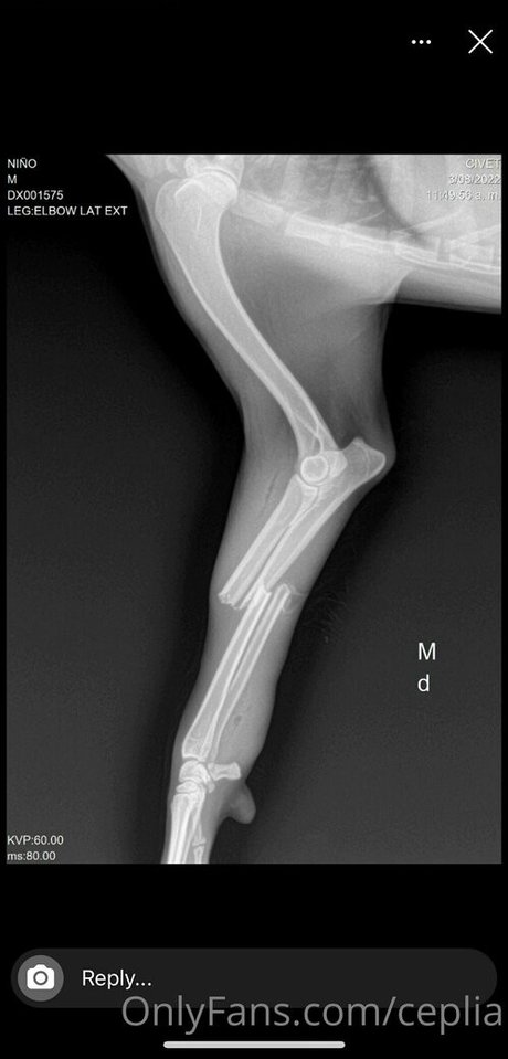 ceplia Fotoaufnahmen