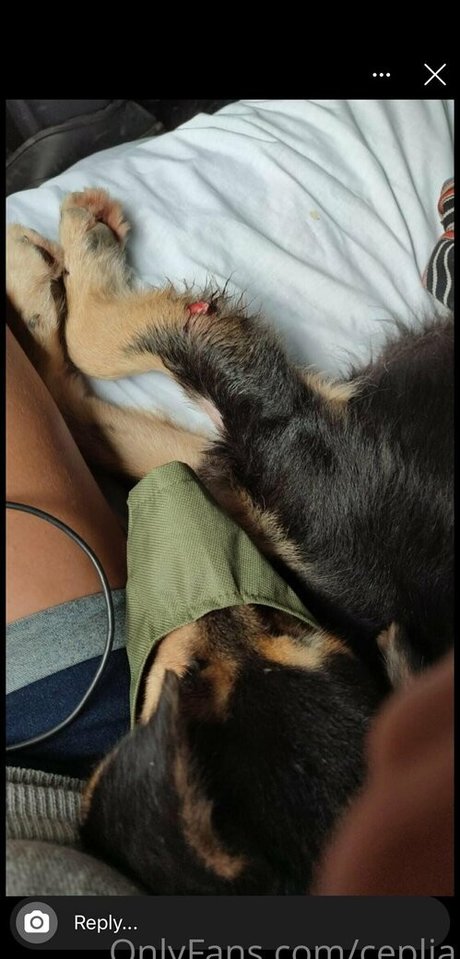 ceplia desnudos de estrellas porno recopilación