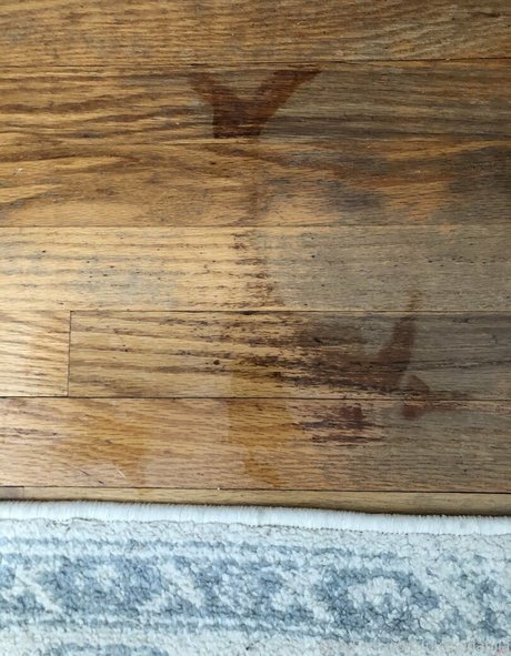 Nicoledahlia estrella agradable archivo