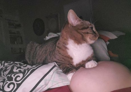 harlowbbw estrella porno del sexo galería