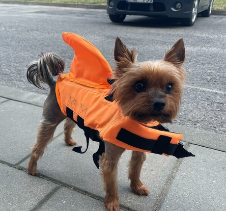 Agne Agnieska estrella agradable galería