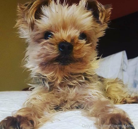 stormydaniels modelo adulto fotos