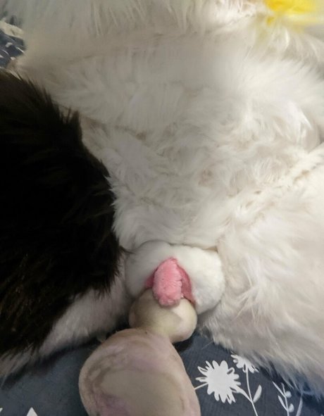 extrasoftpup estrella porno superior galerías