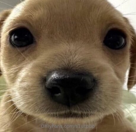 S1utpup top profile image