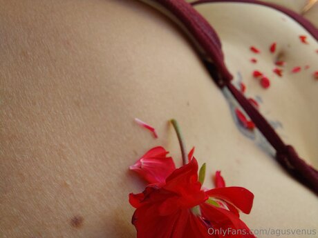 Agusvenus adult model image