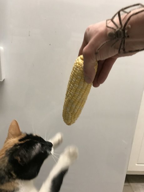 NOKITTYMYCREAMEDCORN porn star img