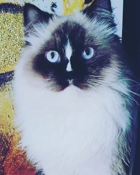 Pablo the Ragdoll pornographic actress pics