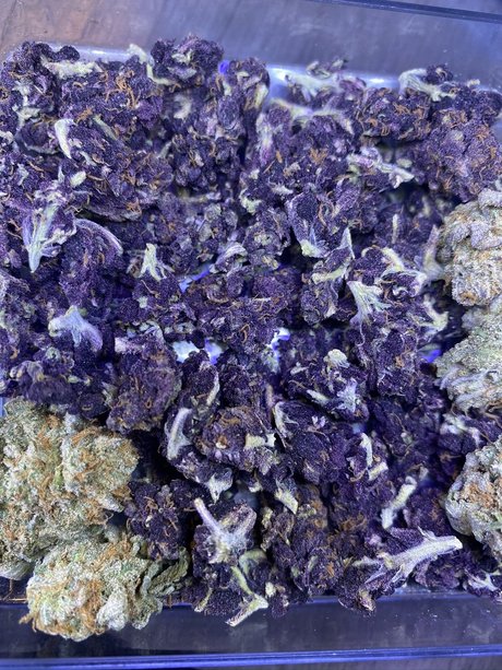 Mendocino P exclusive pornstar photo
