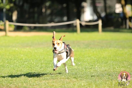Pipas The Beagle top actress images