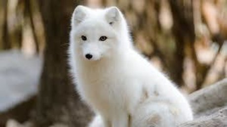 Snowfox2020 star sexy img