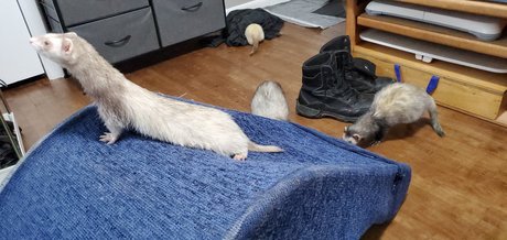 Ferret Fuzz Butts nice star picture