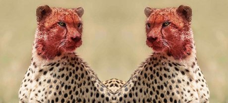 Tatted Cheetah best model pic