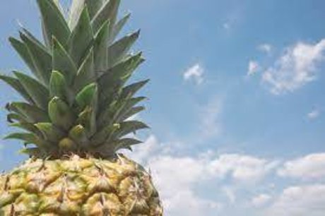 PineappleFlow art model photo