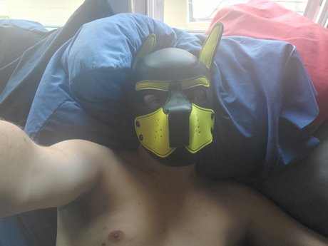 Pup squishy model top pictures