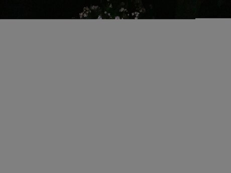 Freepetitebrida adult star images