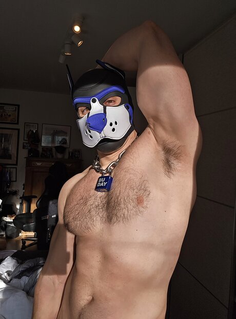 pupbuday free star pictures