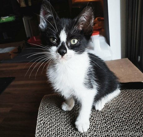 fosterkittendad exclusive pornstar img