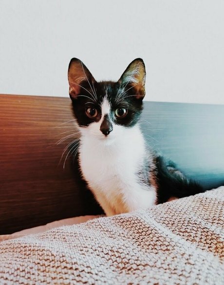 fosterkittendad top star pictures