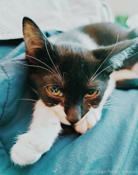 fosterkittendad profile image