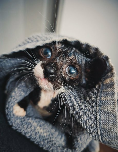 fosterkittendad free star pictures