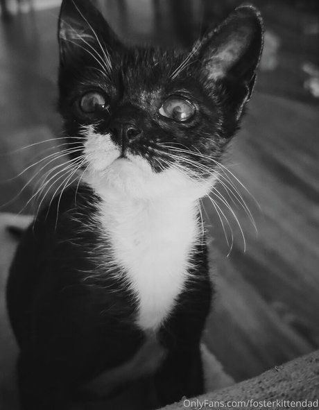 fosterkittendad model photos