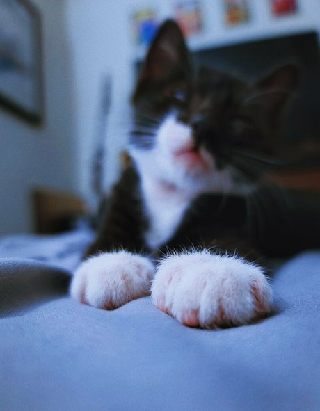 fosterkittendad model pornographic pics