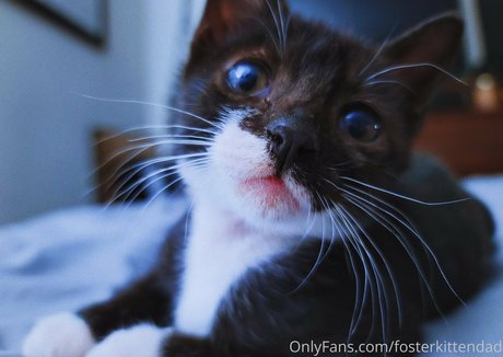 fosterkittendad sexy star image