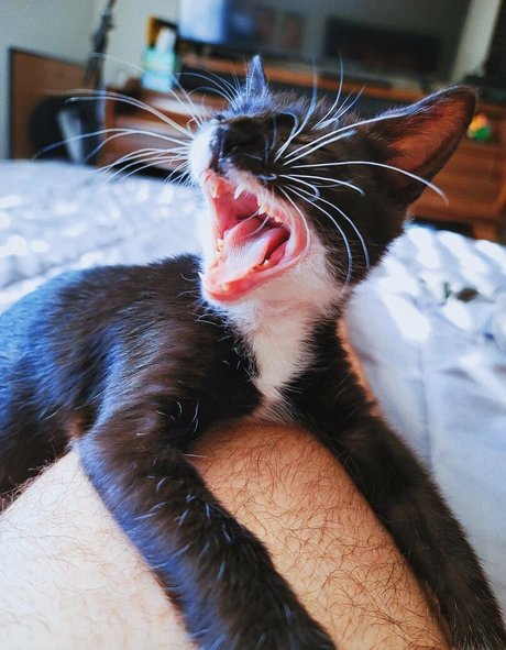 fosterkittendad model sex archive