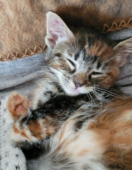fosterkittendad high quality star pictures
