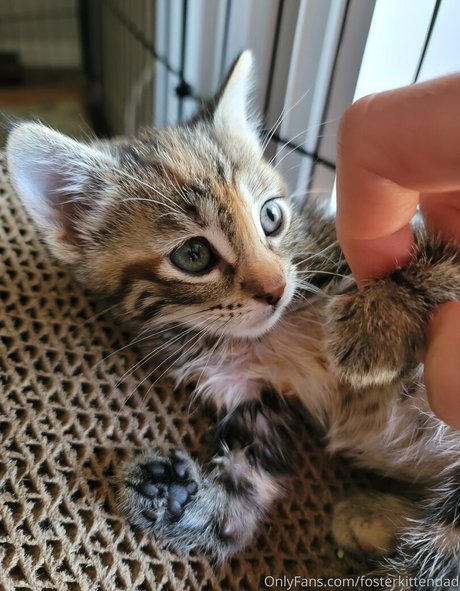 fosterkittendad model best photo