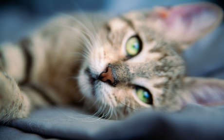 fosterkittendad star pretty img