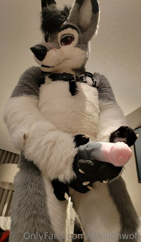 stallionwolf top profile image